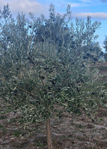 Cuantos kg de aceitunas da un olivo: Todo lo que necesitas saber 1 Edad del olivo, cuantos kilos de aceitunas da un olivo