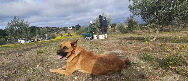 Cómo se obtiene el Aceite de Oliva Virgen Extra: Desde la cosecha hasta la extracción 1 Cosecha de aceitunas en la huerta de "La Viña"