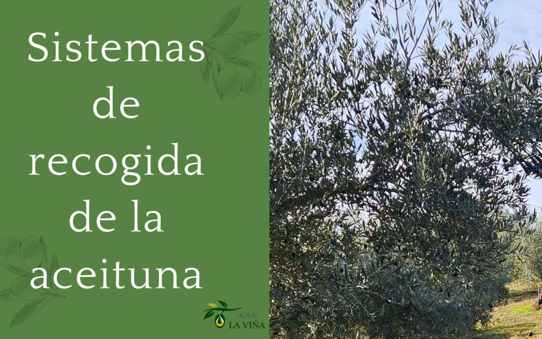 Sistemas de recogida de la aceituna en el sector olivarero - La Viña en Oropesa (Toledo)