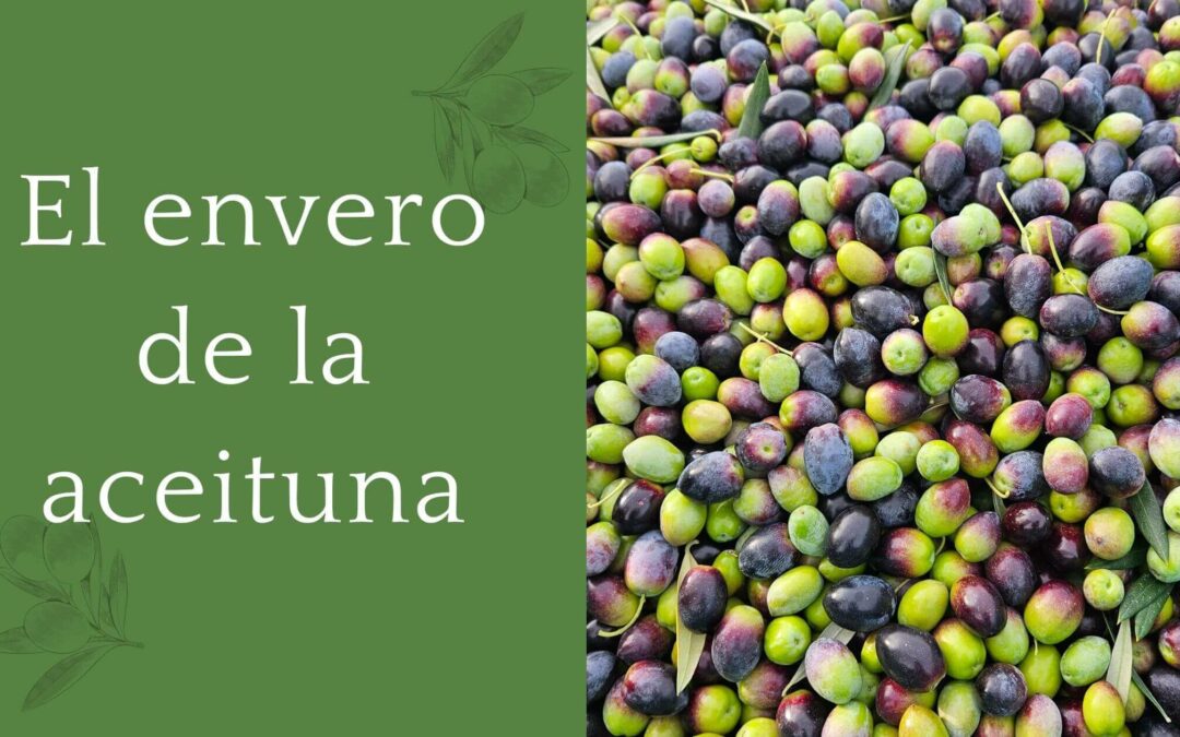 El envero de la aceituna y su impacto en la calidad del AOVE