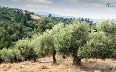 El abonado del olivo: ¿Por qué es clave para un cultivo saludable?