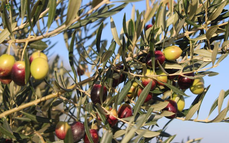 Impacto del abonado del olivo en el rendimiento y la calidad de la aceituna