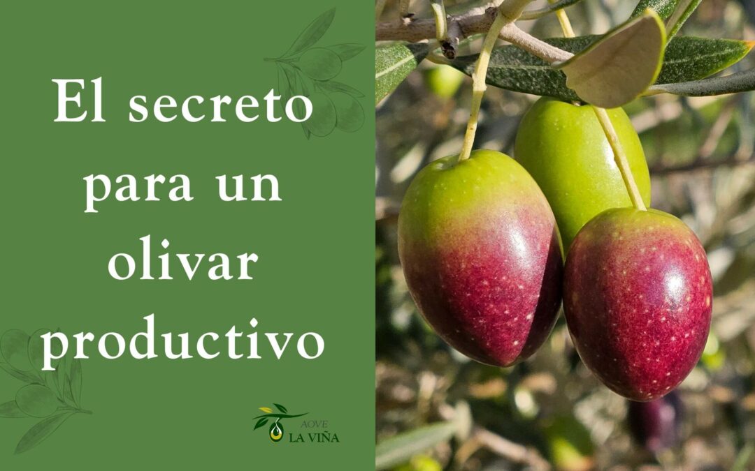 El secreto para un olivar productivo: Descubre el mejor abono para el olivo