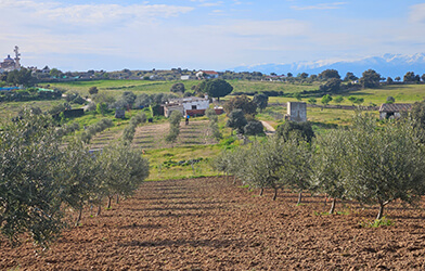El secreto para un olivar productivo: Descubre el mejor abono para el olivo 2 Elegir el abono perfecto: ¡Cada olivo es un mundo!