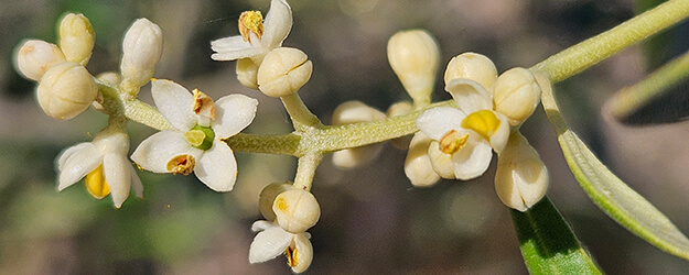 El secreto para un olivar productivo: Descubre el mejor abono para el olivo 1 ¿Por qué es tan importante abonar el olivo? Floración del olivo - Aceite de oliva "La Viña"