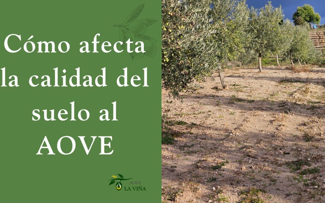 Cómo afecta la calidad del suelo a la producción de aceite de oliva virgen extra