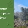 Abono foliar para olivos: cómo y cuándo aplicarlo para fortalecer tus árboles