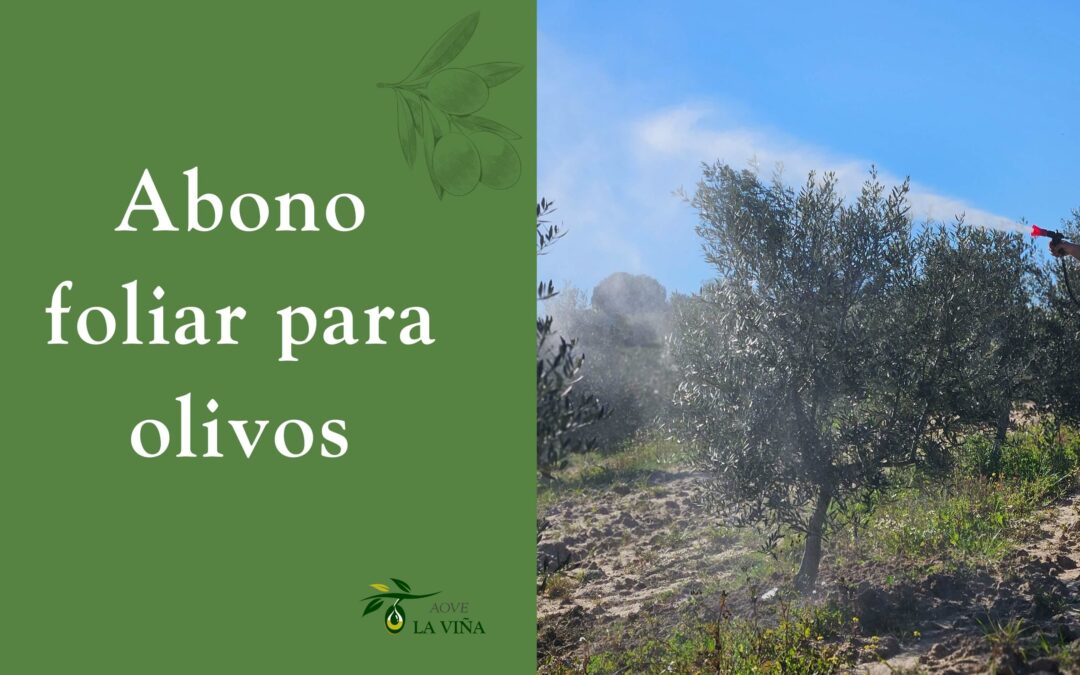 Abono foliar para olivos: cómo y cuándo aplicarlo para fortalecer tus árboles