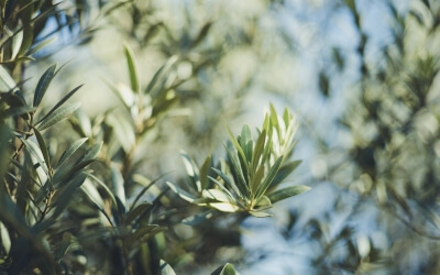 Abono foliar para olivos: cómo y cuándo aplicarlo para fortalecer tus árboles 1 ¿Qué es el abono foliar para olivos? Te explicamos como realizamos este tipo de abono en nuestro olivar "La Viña"