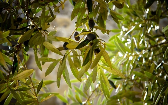 Aceite de oliva lampante: qué es y qué lo diferencia de otros aceites 1 ¿Qué es el aceite de oliva lampante?