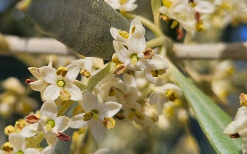 Alergia al olivo: síntomas, causas y cómo convivir con ella 1 ¿Qué es la alergia al olivo? Flor del olivo en el olivar de "La Viña" en Oropesa de Toledo