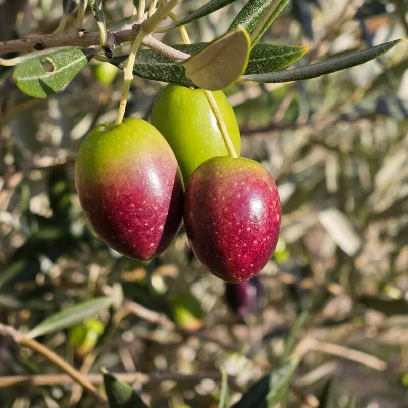 Aceituna en envero en La Viiña Aceituna en envero de la variedad picual