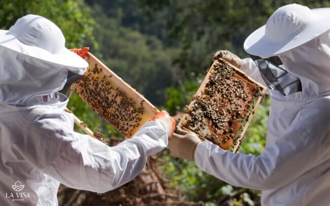 Apicultor recolectando miel