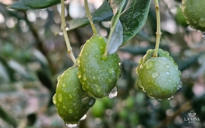 La importancia de la calidad de los productos gourmet
